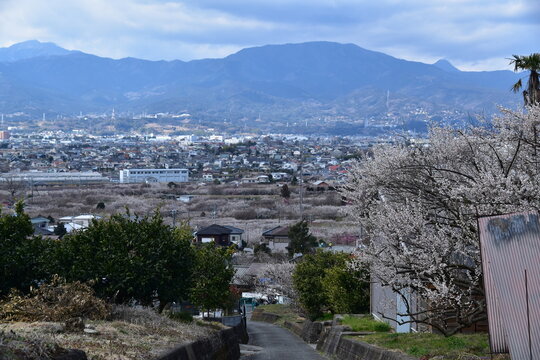 神奈川県 小田原市の曽我梅林