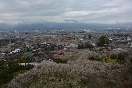 神奈川県 小田原市の曽我梅林