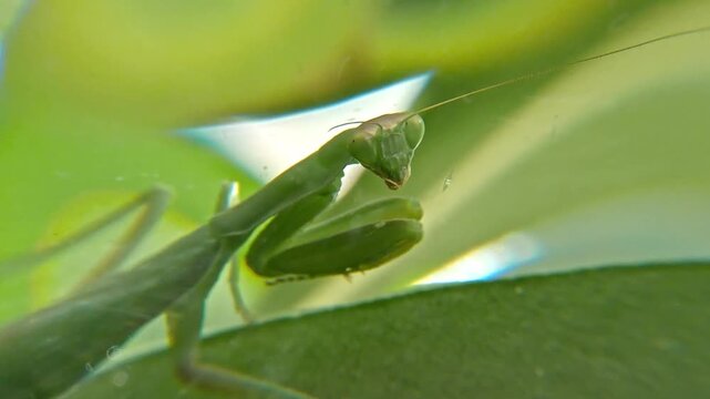 Praying mantis on an oleander leaf