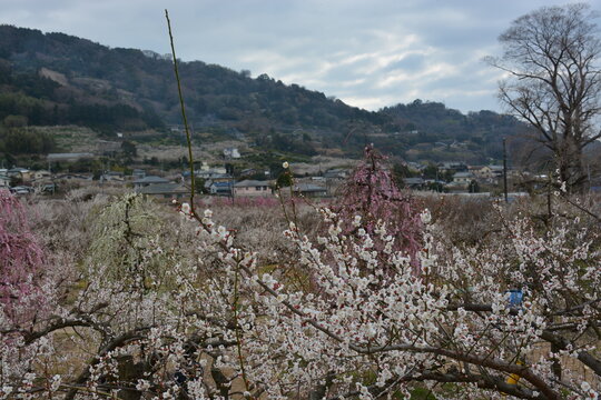 神奈川県 小田原市の曽我梅林