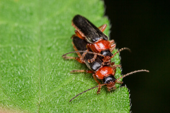 Detailed shot of red-headed Cantharis pellucida beetles showcasing segmented bodies and fine hairs.