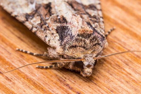 Detailed head-and-thorax shot of Apamea remissa with fuzzy texture and striped antennae.