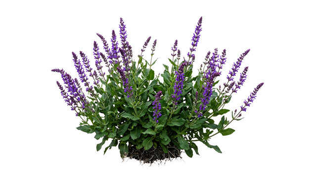Vibrant perennial salvia plant displaying tall purple flower spikes and lush green foliage with exposed roots on transparent background