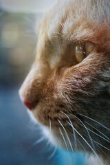Ginger cat profile portrait with close up on eye and soft bokeh background. © Kateryna Zinenko 