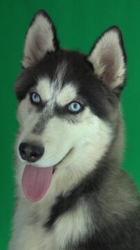 husky on green screen