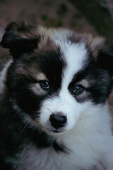 Cute border collie puppy portrait close up. Fluffy black and white husky mix pup looking at camera. Adorable small dog baby animal pet care concept. © Kateryna Zinenko 