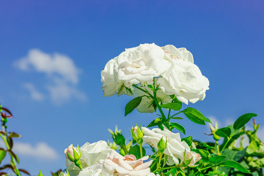 Tea Rose Hybrid shrub with multiple blooming delicate flowers. Ornamental plant with lush blossoms