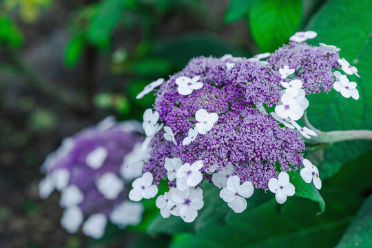 Aspera Hydrangea (Hydrangea aspera) blooming shrub with multiple delicate flowers. Ornamental plant