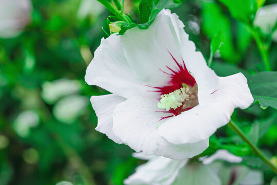 Rose of Sharon (Hibiscus syriacus) blooming flower with dark throat and prominent pistil