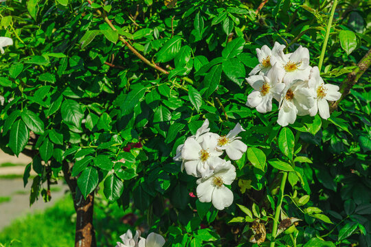 Tea Rose Hybrid shrub with multiple blooming delicate flowers. Ornamental plant with lush blossoms