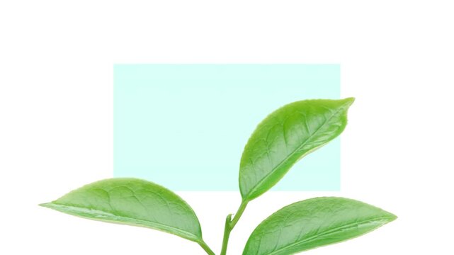 Animazione statica con mano che regge un germoglio di pianta di Camellia