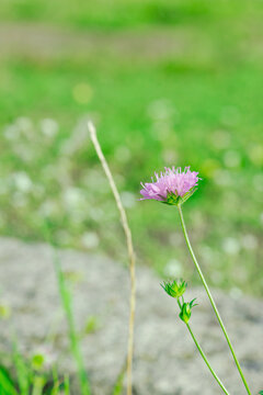 Common Field Scabious (Knautia arvensis) blooming in wildflower meadow. Macro of solitary flower