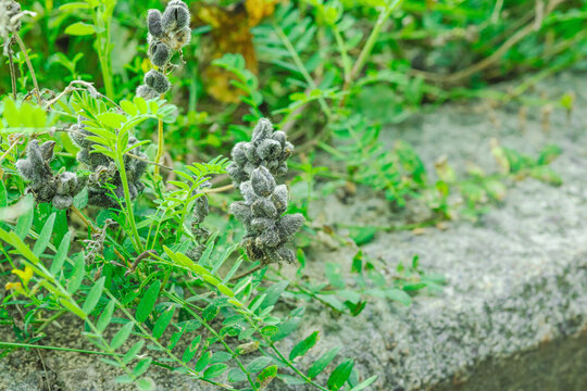 Chickpea milkvetch (Astragalus cicer) plant with dense ripening seed pods and foliage