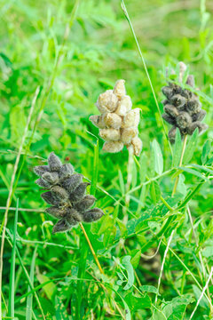 Chickpea milkvetch (Astragalus cicer) plant with dense ripening seed pods and foliage