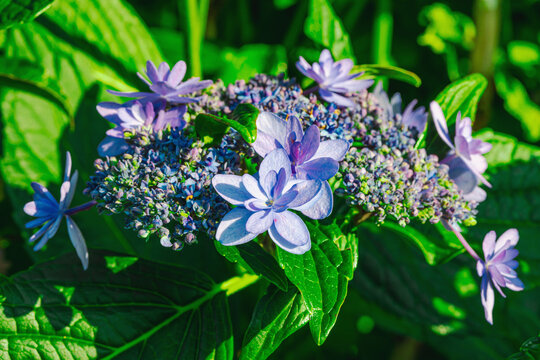 Lacecap Hydrangea (Hydrangea macrophylla) blooming shrub with delicate star-shaped flowers