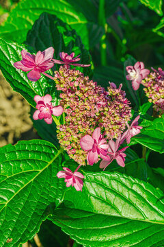 Lacecap Hydrangea (Hydrangea macrophylla) blooming shrub with delicate star-shaped flowers