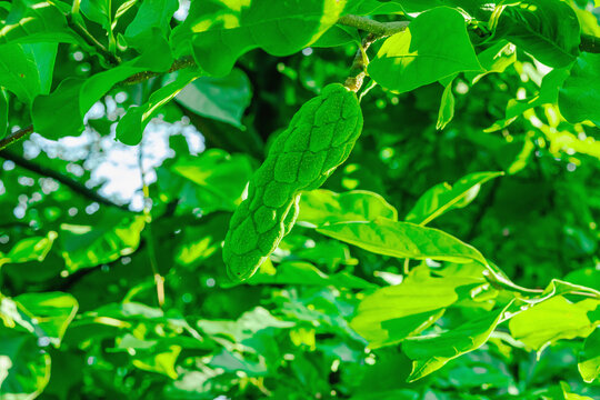 Kobus magnolia (Magnolia kobus) tree branch with ripening fruit pod. Deciduous ornamental plant