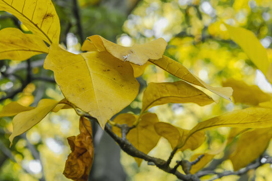 Kobus magnolia (Magnolia kobus) branch with yellow autumn foliage. Deciduous ornamental tree leaves