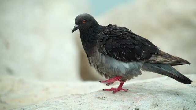 Common rock dove, also known as a full body pigeon, standing on a light-colored rock, observing its surroundings