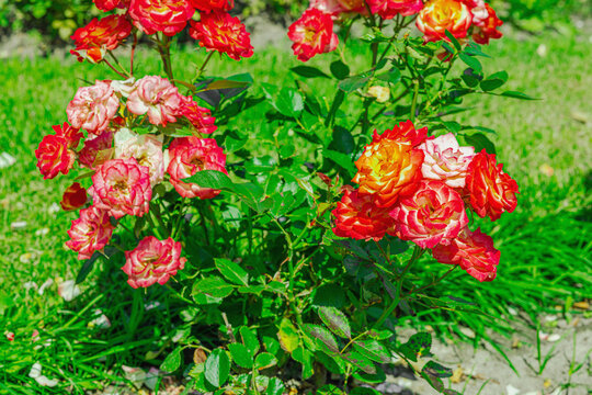 Dense cluster of blooming tea roses. Detailed shot of multiple flowers with multi colored petals