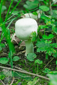 Wild white mushroom Agaricus growing in green grass. Detailed shot of a smooth fungal cap