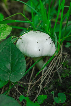 Wild white mushroom Agaricus growing in green grass. Detailed shot of a smooth fungal cap