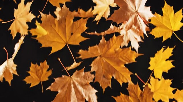 Yellow autumn maple leaves hanging on black background
