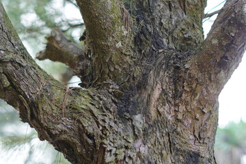 Obraz premium the texture of a branching tree