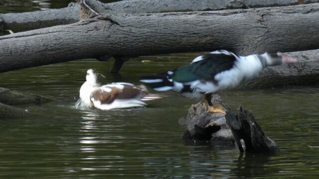 Two domestic Muscovy type ducks preening feathers near fallen tree log