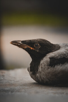 Cinematic close-up portrait of a young hooded crow fledgling in profile. Detailed side view of a grey crow chick looking forward, dramatic natural lighting and moody background.