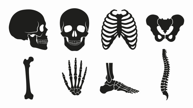 Set of black human skeleton bone icons including skull rib cage pelvis hand foot and spine Vector