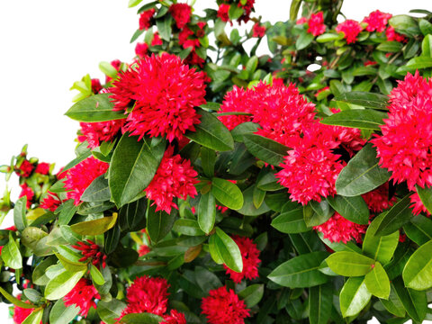 Bright red ixora flowers blooming on a green shrub in a sunny garden