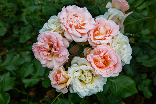Johann Strauss rose on a clear sunny day. Flora domestic indoor plants and flowers.