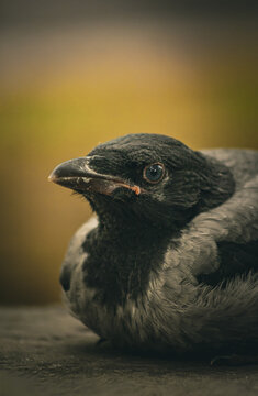 Moody profile portrait of a young hooded crow fledgling on a dark warm background. Close-up of a grey crow chick sitting on a wooden surface with dramatic cinematic lighting.