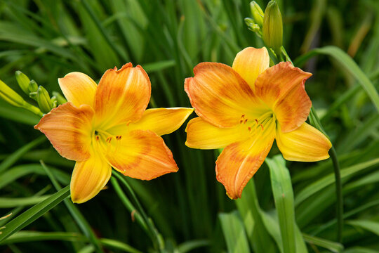 Lily Scythian Dawns on a clear sunny day. Flora domestic indoor plants and flowers.