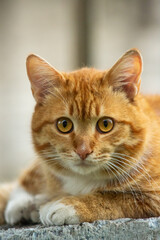 Fototapeta premium Cute ginger tabby cat looking closely at camera with big orange eyes while lying outdoor.