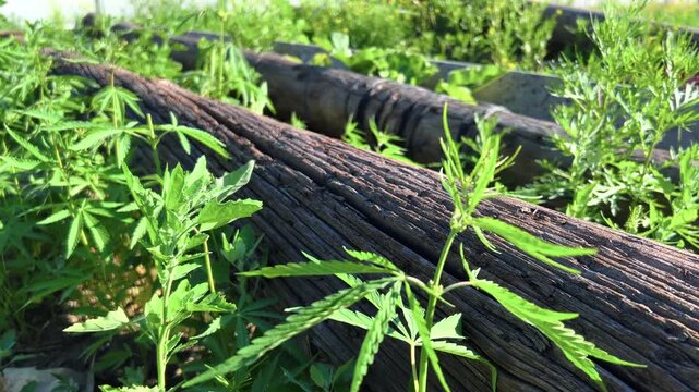 Wild hemp plant growing outdoors near wooden structure with green palmate leaves in close-up view