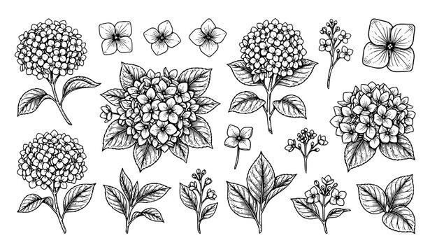 Hand Drawn Hydrangea Flower Collection with Leaves, Blossoms and Botanical Floral Outline Illustration Set