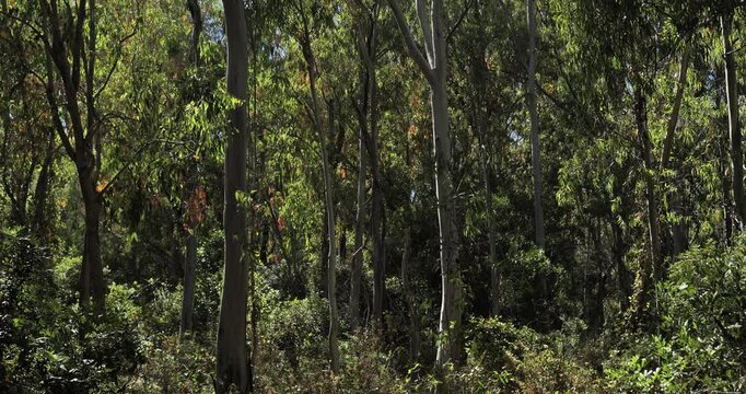 Eucalyptus trees in the forest of Chiavari, Corse du Sud department, Corsica, France.