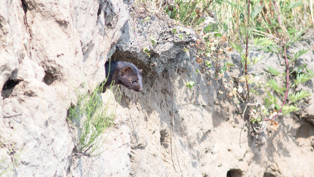 An American mink peeks out of its burrow