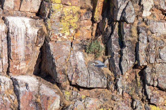 Grey heron in flight and a griffon vulture resting on a steep rocky cliff in Monfrag&uuml;e, Extremadura, Espa&ntilde;a. Ardea cinerea and Gyps fulvus