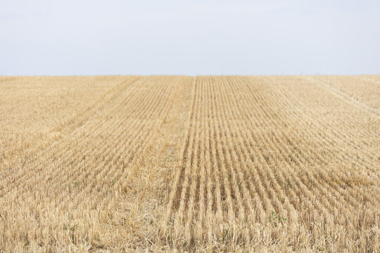 Freshly Harvested Wheat Stubble Field with Horizon and Sky &ndash; Golden Agricultural Landscape After Harvest, Minimalist Farmland Background
