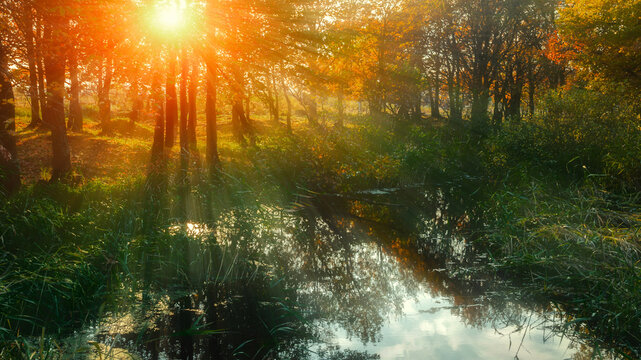 Autumn forest nature landscape, golden hour in the forest with sun rays breaking through branches of trees with orange foliage, serene pond on the foreground, natural October background