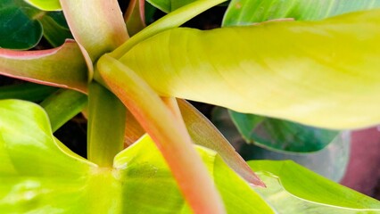 Fresh Tropical Philodendron Foliage Close Up Natural Green Background © Piawmiaw