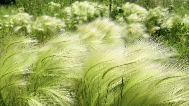 Feather grass Stipa pennata swaying in summer wind in a mixed wildflower meadow