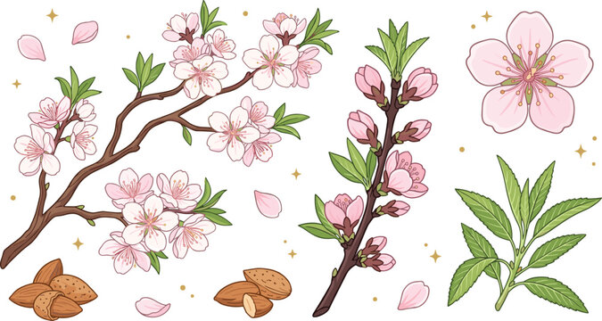 Almond blossom and nut vector illustration set featuring blooming pink flowers branches spring buds green leaves and raw almonds for cosmetic packaging designs