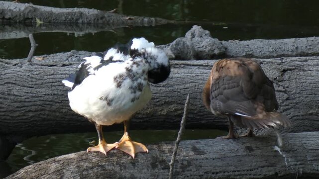 Two domestic Muscovy type ducks cleaning plumage on old fallen tree