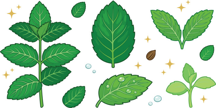 Fresh green mint leaves vector set with peppermint sprigs, spearmint foliage, water drops, and seed elements for organic cosmetic, food, and beverage packaging