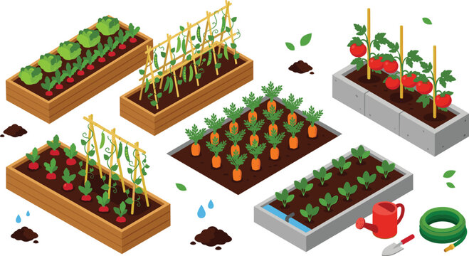 PrintIsometric raised garden beds vector icon set featuring home vegetable farming with growing tomatoes, carrots, lettuce, and gardening tools for landscape design.
