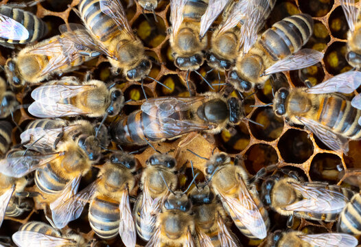 Queen bee and working bees.